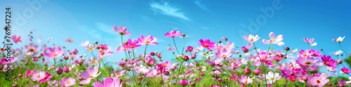 selective soft focus multicolored cosmos flowers in meadow in spring summer nature against blue sky © pier