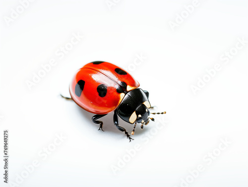 Close-up Photo of Ladybug. Generative AI. © Yerjung
