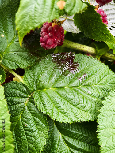 Raspberries on a raspberry bush