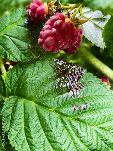 Raspberries on a raspberry bush