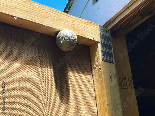 Wasp nest on the inside of a shed door