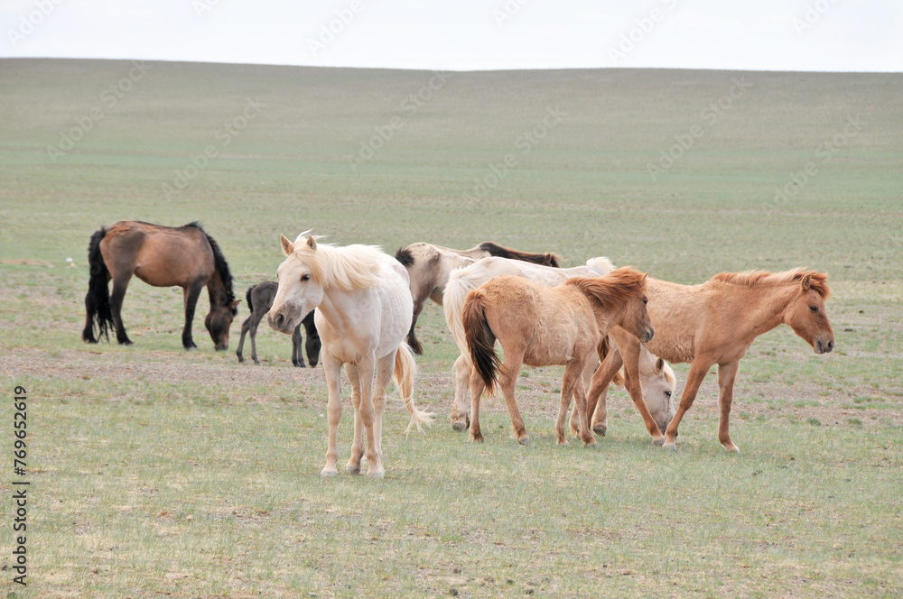 The Mongolian horse  -  native horse breed of Mongolia.