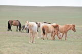 The Mongolian horse  -  native horse breed of Mongolia.