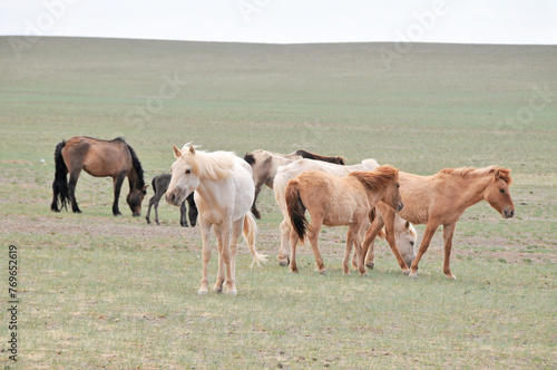 The Mongolian horse  -  native horse breed of Mongolia.