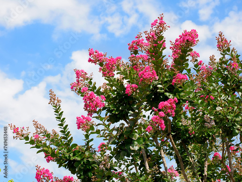Crape myrtle or crepeflower flowering on blue sky background photo