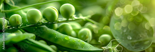 Lush green peas on the vine with water drops, natural background. Green peas banner for ads, flyers, promo products. Sunlit pea pods with dew drops, close up. Fresh pea pods in a garden