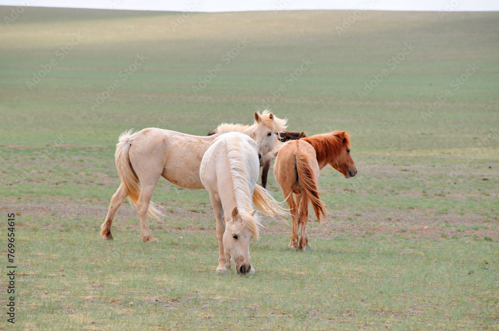 The Mongolian horse - native horse breed of Mongolia.