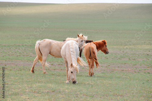 Obraz na płótnie The Mongolian horse - native horse breed of Mongolia. w salonie