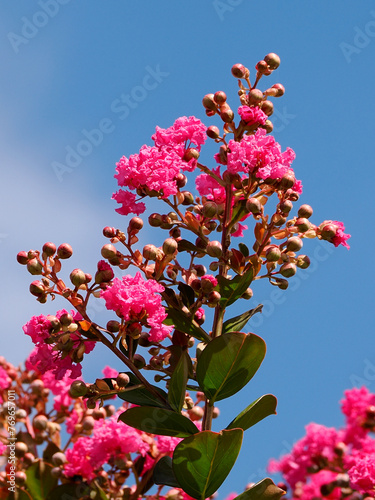 Closeup crape myrtle or crepeflower flowering on blue sky background photo