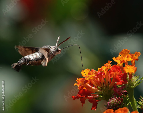 A hummingbird hawk-moth, macroglossum stellatarum, hovering above lantana camara flowers to feed on pollen with a long proboscis against a defocused background. 