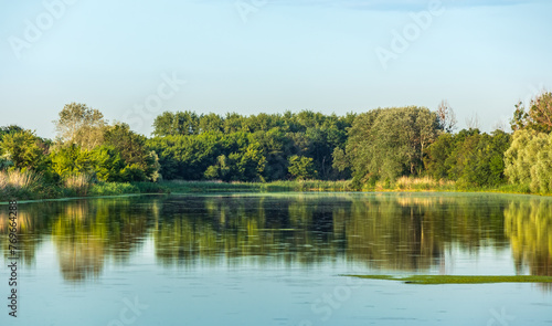 Forest with deciduous trees on the bank of a wide river or lake, countryside landscape on a summer sunny day