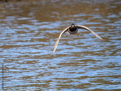 Male Mallard Duck Flying For a Lake photo