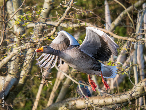 Greylag Goose Taking Off on a Lake photo