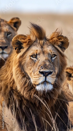 lion pride in the grass