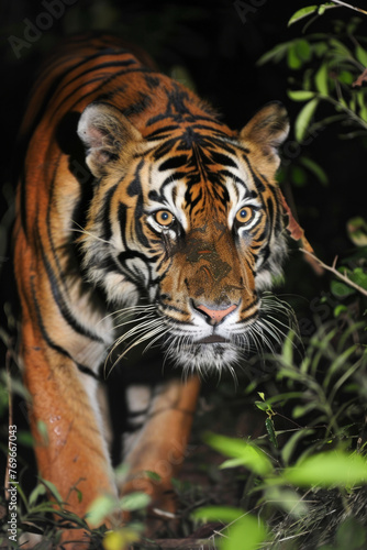 Bengal tiger spotted in Chiang Mai night safari © Emanuel