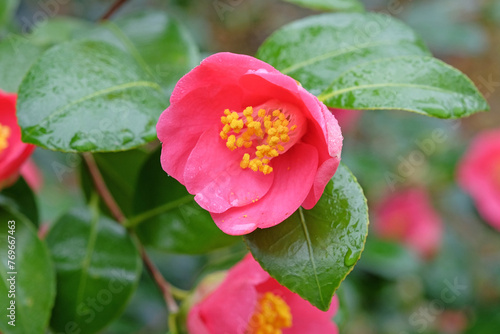 Pink and yellow single Camellia japonica 'Koto no kaori'  in flower. photo