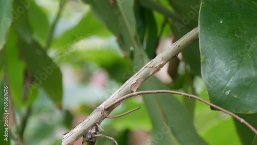 Hummingbird flying off a twig and landing back, eulampis jugularis or purple-throated carib in guadeloupe, lesser antilles, short 4k video photo