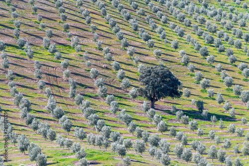 Agricultural frame: Holm oak in a field growing young olive trees in Andalusia (Spain)