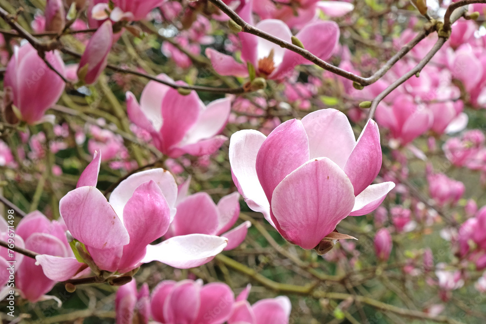 Pink saucer Magnolia soulangeana 'Triumphans' in flower. Pink saucer Magnolia soulangeana 'Triumphans' in flower.