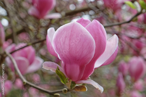 Pink saucer Magnolia soulangeana 'Triumphans' in flower.