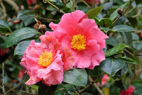 Large red and yellow single Camellia japonica 'Milo Rowell' in flower. photo