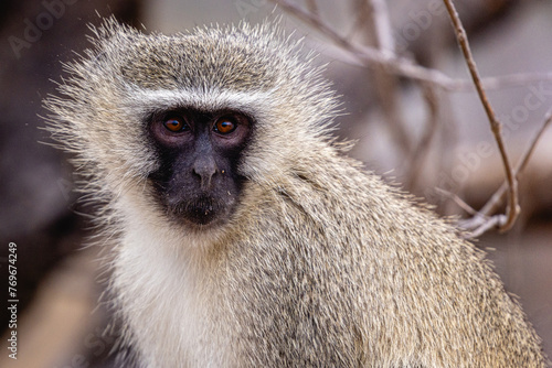close up of a baboon at kruger nationalpark south africa