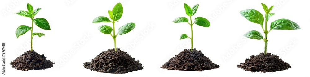 Set of green seedling growing from soil isolated on transparent background Set of green seedling growing from soil isolated on transparent background