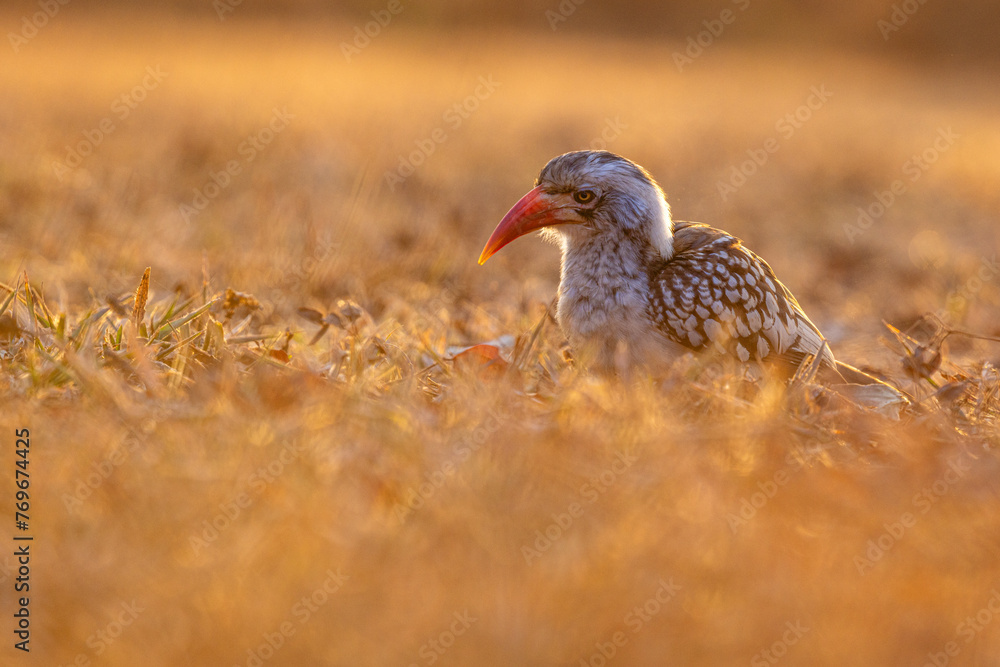 Obraz premium Northern red-billed hornbill in the savannah of kruger nationalpark south africa at sunrise