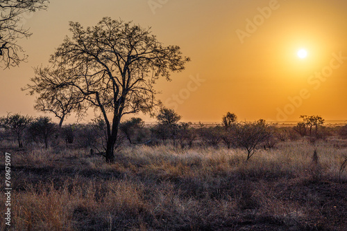 savanna landscape with trees during sunrise in safari at kruger nationalpark south africa © Reinhard