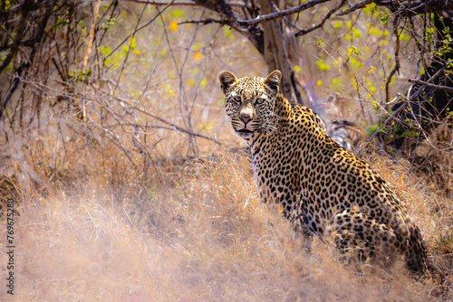 leopard in kruger national park south africa
