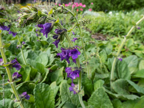 The Dragonmouth or Pyrenean dead-nettle  Horminum pyrenaicum  blooming with violet-blue  dark purple tubular or bell-shaped flowers