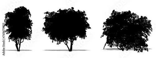 Set or collection of Japanese Camellia trees as a black silhouette on white background. Concept or conceptual vector for nature, planet, ecology and conservation, strength, endurance and  beauty