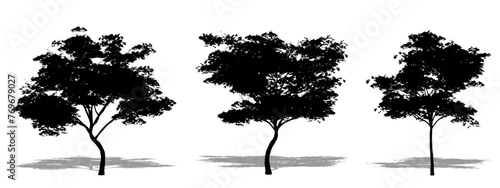 Set or collection of Japanese Maple trees as a black silhouette on white background. Concept or conceptual vector for nature, planet, ecology and conservation, strength, endurance and  beauty