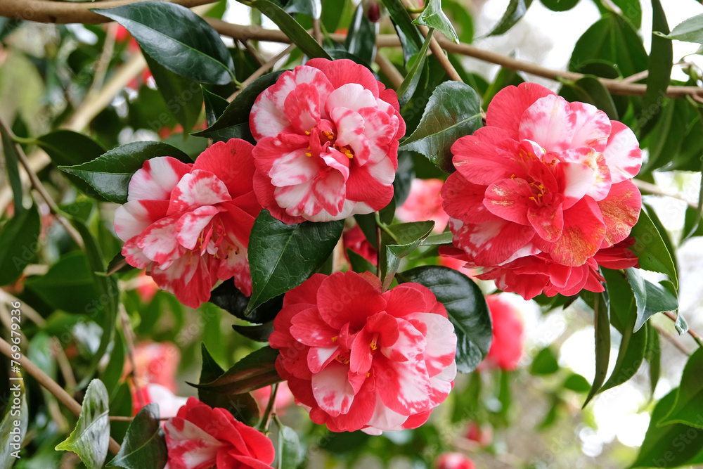 Red and white semi double variegated Camellia japonica 'Mercury Variegated' in flower. Red and white semi double variegated Camellia japonica 'Mercury Variegated' in flower.