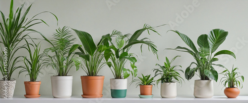 a collection of palms in various pots, house plants isolated on a transparent background colorful background