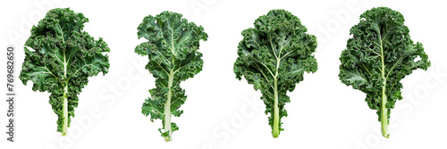 Set of a kale on a transparent background photo