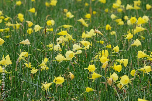 Yellow Narcissus bulbocodium, the petticoat daffodil or hoop-petticoat daffodil, in flower.