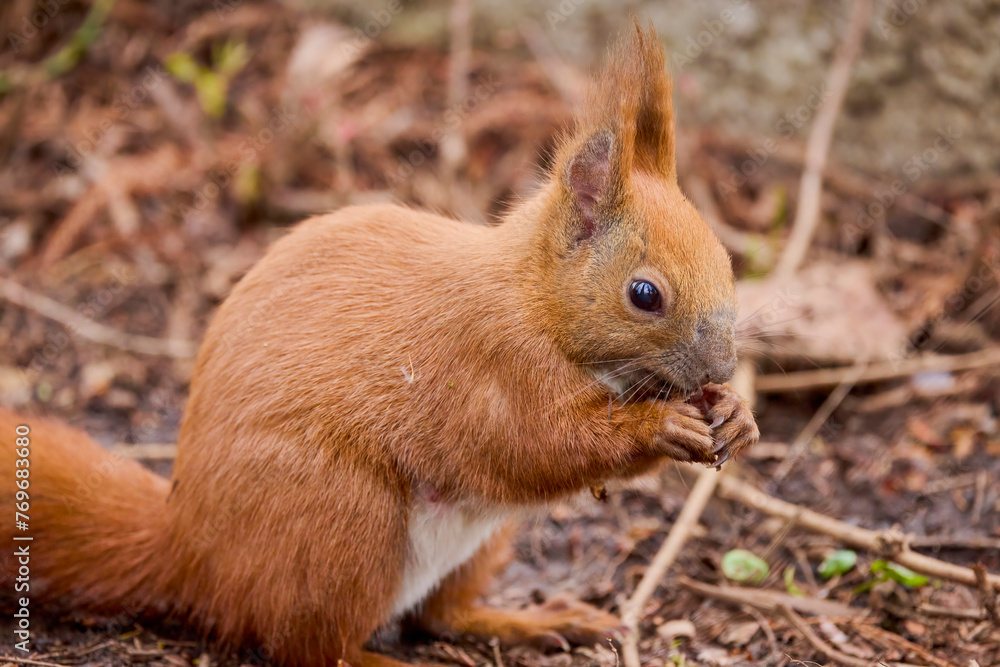 portrait with a squirrel on the ground on a spring day eating. portrait with a squirrel on the ground on a spring day eating.