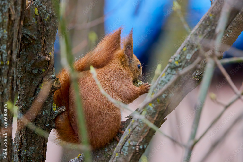 portrait with a squirrel on a tree on a spring day eating. portrait with a squirrel on a tree on a spring day eating.