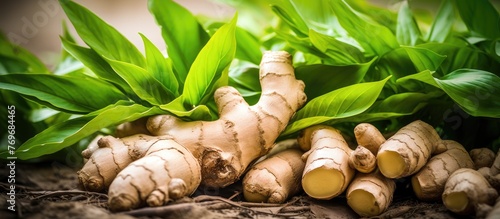 A bunch of ginger roots with green leaves, a terrestrial plant commonly used as a natural ingredient in cuisine. Ginger is a popular vegetable produce, closely related to galangal photo