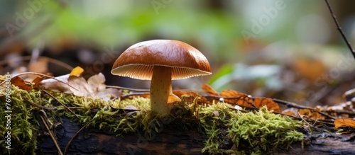 A terrestrial plant from the Agaricaceae family, the mushroom is thriving on a mossy log in the woods, adding to the natural landscape with its distinctive form and color