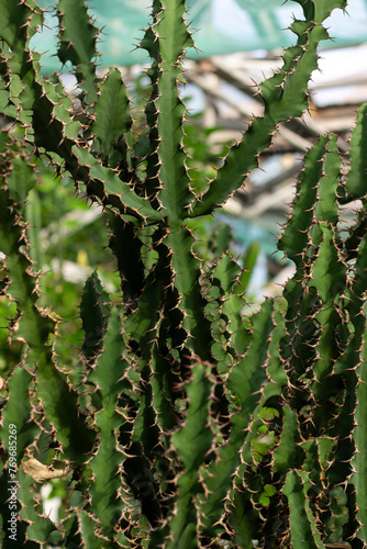 Delicate Fern Fronds Green Leaves © BG_Illustrations