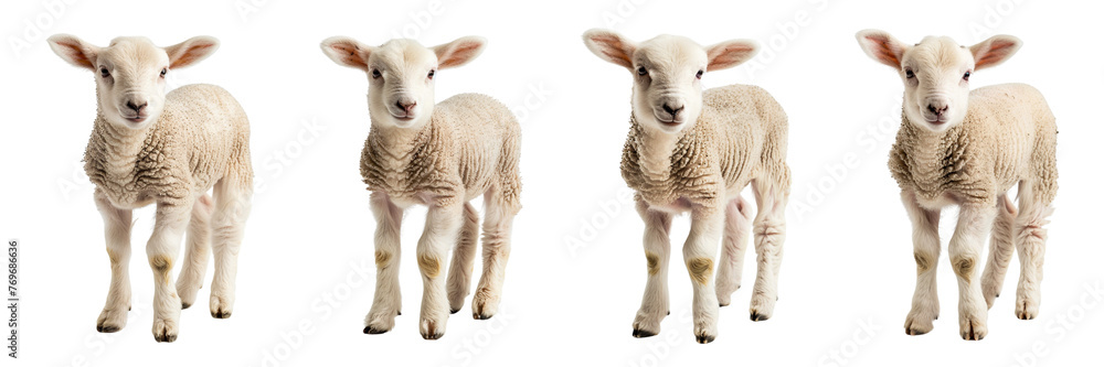 Set of a Lamb beans on a transparent background Set of a Lamb beans on a transparent background