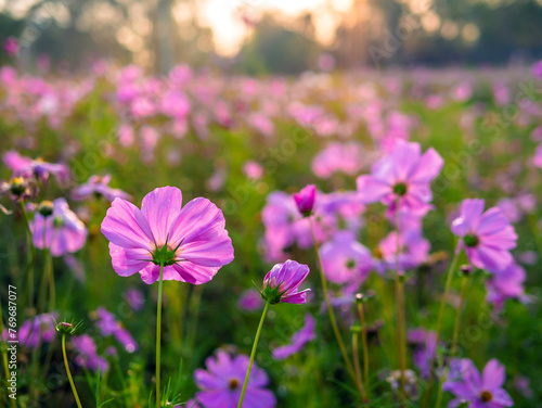 Beautiful purple cosmos flowers at cosmos field in moring sunlight. amazing of cosmos flower field landscape in sunset. nature flower  background.