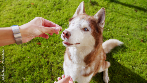 Hand of caucasian male person stroking playful cute husky with blue eyes on green lawn. Close up of happy dog receiving tasty treats and care from his lovely owner. © ihorvsn