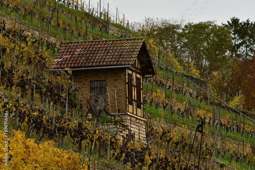 Vineyards on river Neckar in stuttgart autumn fall germany photo