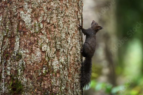 The European squirrel effortlessly ascends the towering trunk, showcasing its agility and grace in the woodland realm.