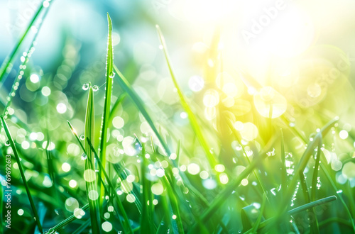 Green Grass and Sun