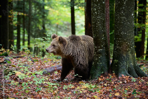 Brown bear is looking for food in a european forest. Image taken in autumn. © lucaar