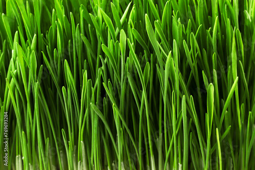 Sprouted wheat, green sprouts closeup background.